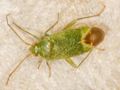Orthotylus caprai